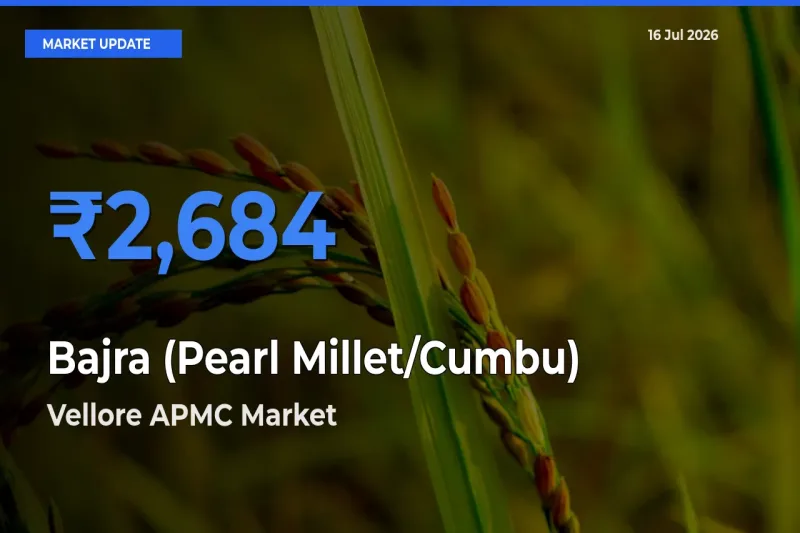 Vellore APMC Leads as Top Mandi for Bajra (Pearl Millet/Cumbu) Prices