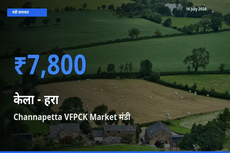 16 July अपडेट: केला - हरा के सबसे ऊँचे दाम Channapetta VFPCK Market मंडी में