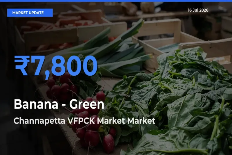 Channapetta VFPCK Market Tops Banana - Green Rates – July 16 Market Update