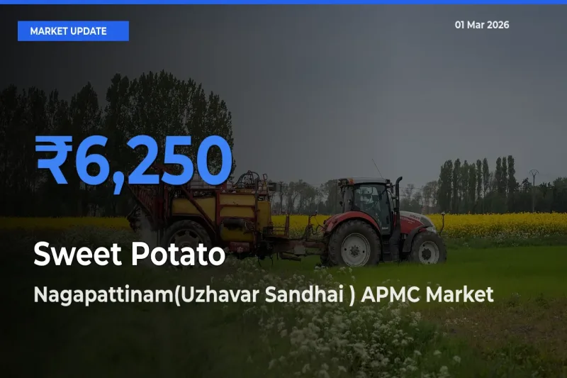 Nagapattinam(Uzhavar Sandhai ) APMC Records Highest ₹6,250 Rate for Sweet Potato