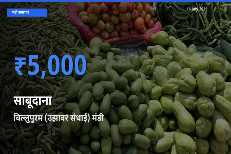 किसानों की पसंद बना विल्लुपुरम (उझावर संधाई), साबूदाना के सबसे अच्छे दाम