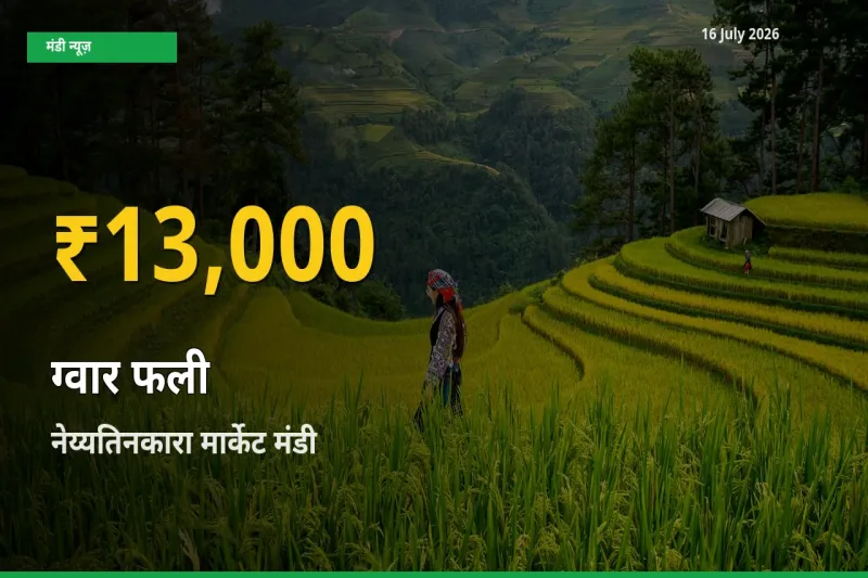 आज नेय्यतिनकारा मार्केट में ग्वार फली के दाम रिकॉर्ड स्तर पर, ताज़ा मंडी भाव जानें