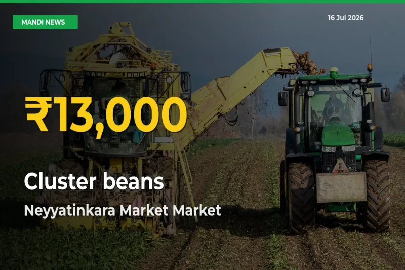 Cluster beans Price Rally Continues – Neyyatinkara Market Hits Fresh High Today