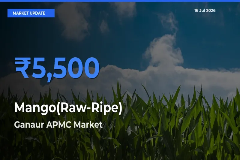 Ganaur APMC Leads as Top Mandi for Mango(Raw-Ripe) Prices