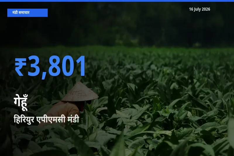 आज गेहूँ के सबसे ज़्यादा दाम हिरियुर एपीएमसी मंडी में दर्ज