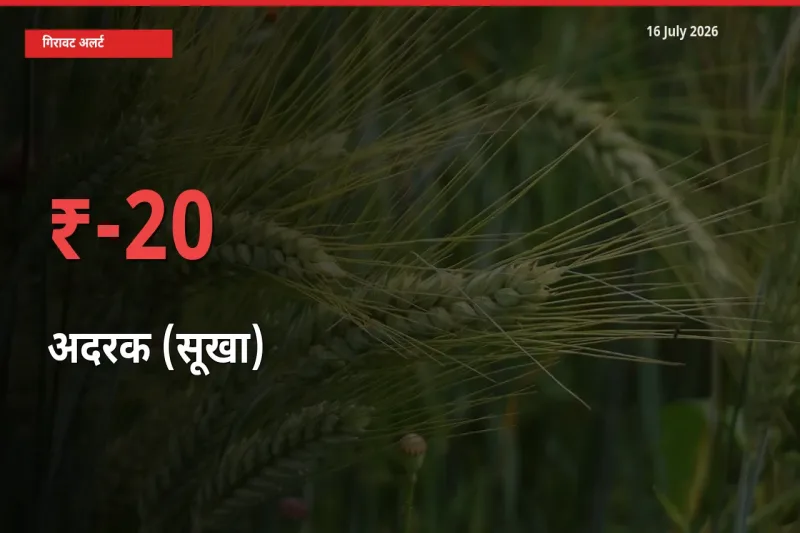 अदरक (सूखा) 20.48% गिरा, मंडी