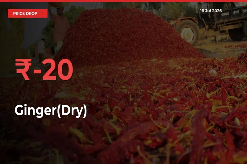 This Mandi Records 20.48% Fall in Ginger(Dry) Prices