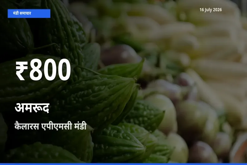 अमरूद के दाम 30 दिनों के सबसे निचले स्तर पर, कैलारस एपीएमसी