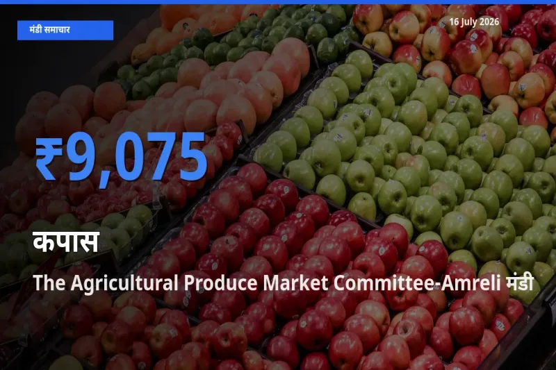 The Agricultural Produce Market Committee-Amreli मंडी में कपास ₹9,075 पर पहुँचा – आज का सर्वोच्च भाव