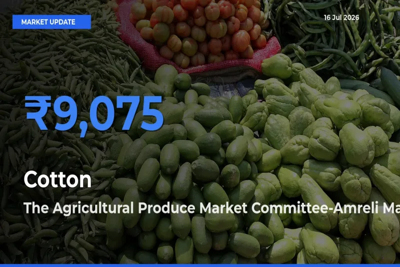 Market Watch: The Agricultural Produce Market Committee-Amreli Becomes Top Mandi for Cotton
