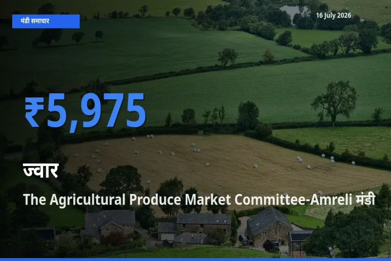 16 July अपडेट: ज्वार के सबसे ऊँचे दाम The Agricultural Produce Market Committee-Amreli मंडी में