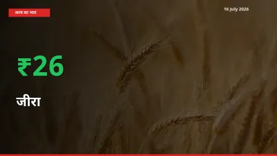 बाज़ार संकेत: जीरा के भाव मंडी में 25.93% ऊपर