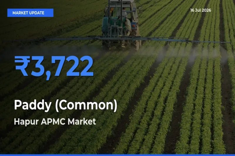 Market Watch: Hapur APMC Becomes Top Mandi for Paddy (Common)