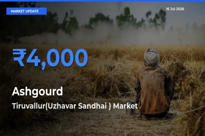 Tiruvallur(Uzhavar Sandhai ) Records Highest ₹4,000 Rate for Ashgourd