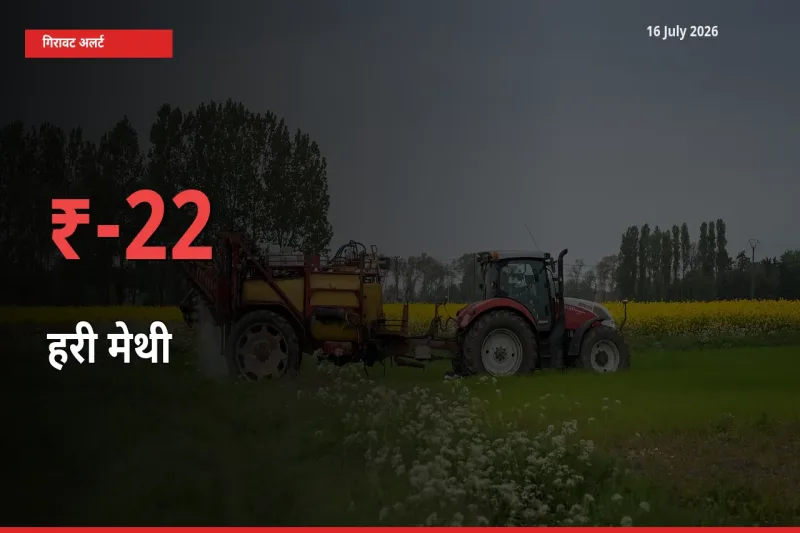 अचानक झटका! मंडी में हरी मेथी के दाम 21.82% टूटे