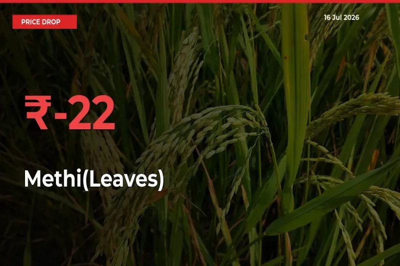 Methi(Leaves) Mandi Rate Today: Prices Fall 21.82% at Market
