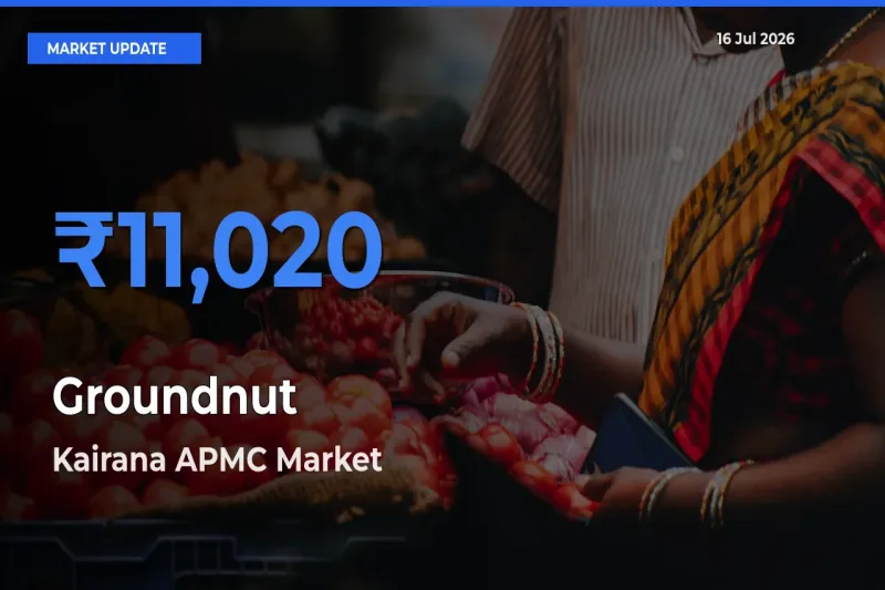 Kairana APMC Offers ₹11,020 – Highest Groundnut Rate Today