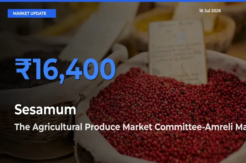 Top Performer! The Agricultural Produce Market Committee-Amreli Offers Best Sesamum Price Today