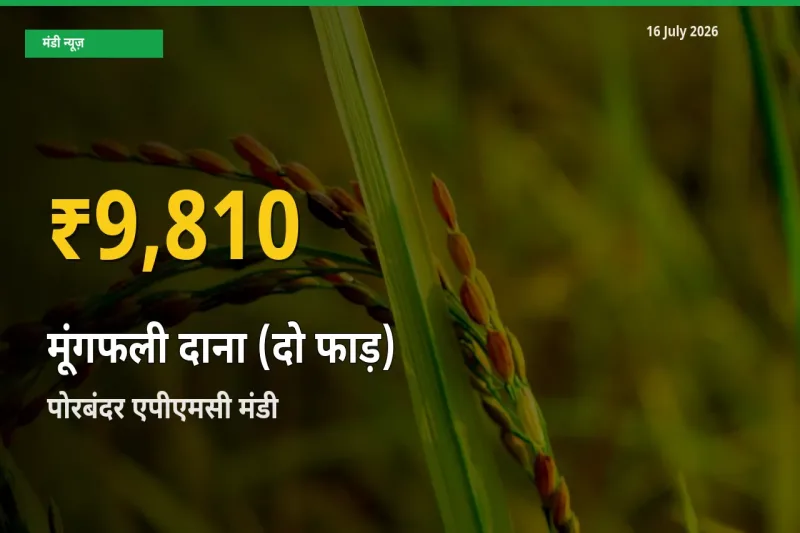 मूंगफली दाना (दो फाड़) के दामों में रिकॉर्ड तेज़ी, पोरबंदर एपीएमसी