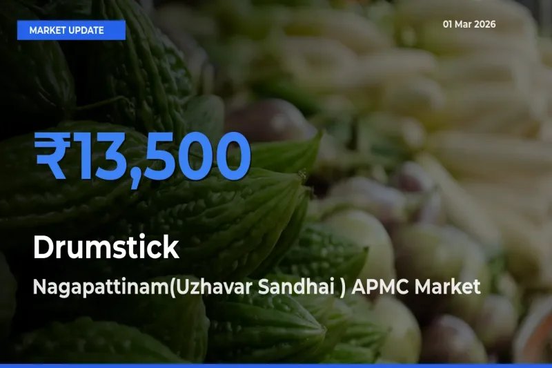 Nagapattinam(Uzhavar Sandhai ) APMC Records Highest ₹13,500 Rate for Drumstick