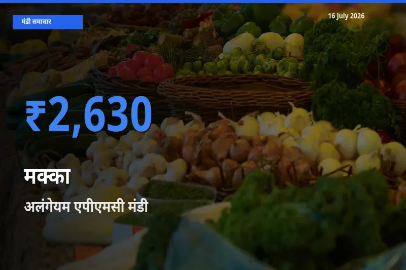 16 July अपडेट: मक्का के सबसे ऊँचे दाम अलंगेयम एपीएमसी मंडी में