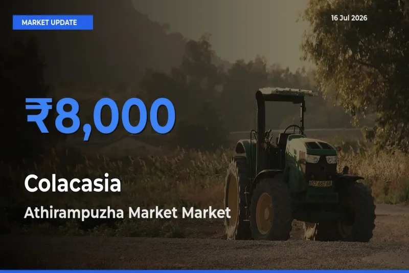 Top Performer! Athirampuzha Market Offers Best Colacasia Price Today