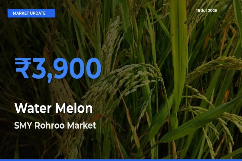 SMY Rohroo Offers ₹3,900 – Highest Water Melon Rate Today