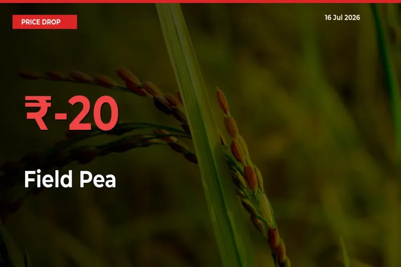 Field Pea Prices Drop 20.05% – July 16 Market Update from Mandis