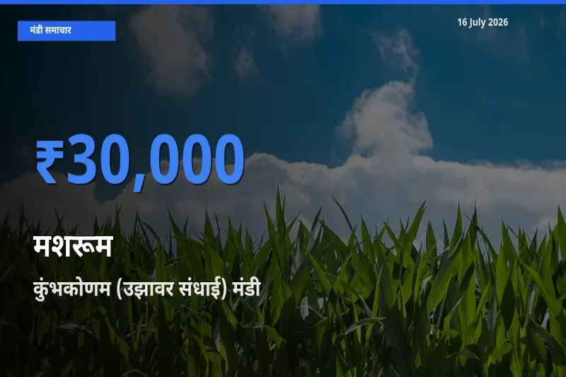 टॉप मंडी बना कुंभकोणम (उझावर संधाई)! मशरूम के सबसे ऊँचे दाम यहीं दर्ज