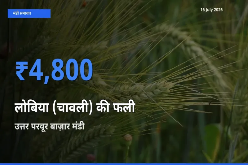 आज का मंडी भाव: लोबिया (चावली) की फली के सबसे ज़्यादा दाम उत्तर परवूर बाज़ार में