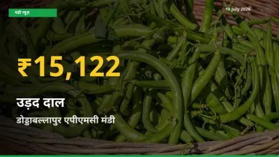 आज डोड्डाबल्लापुर एपीएमसी में उड़द दाल के दाम रिकॉर्ड स्तर पर, ताज़ा मंडी भाव जानें