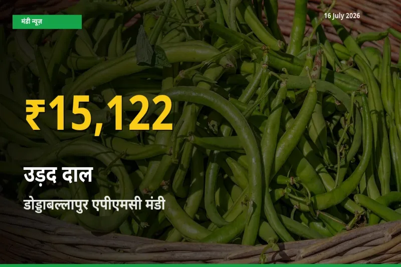 आज डोड्डाबल्लापुर एपीएमसी में उड़द दाल के दाम रिकॉर्ड स्तर पर, ताज़ा मंडी भाव जानें