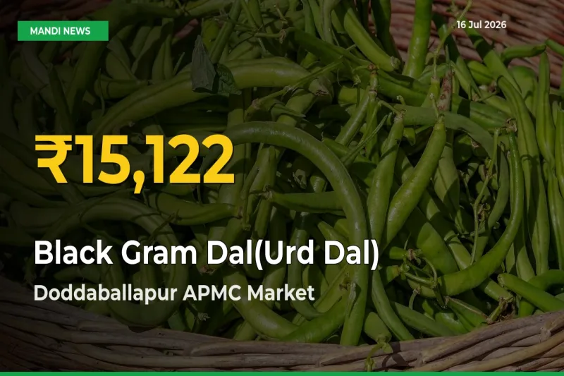 Why Black Gram Dal(Urd Dal) Prices Are Climbing in Doddaballapur APMC – Today’s New High Explained