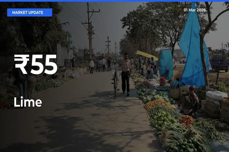 Lime Prices Trend Across 55+ Mandis – Market Direction Turns Clear