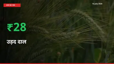 उड़द दाल 28.06% उछला, मंडी