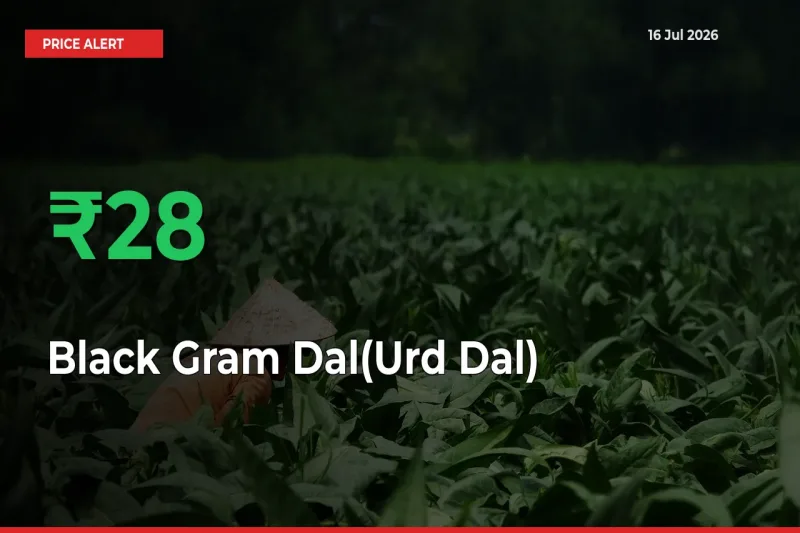 Black Gram Dal(Urd Dal) Prices Rise 28.06% in a Day at Major Mandis