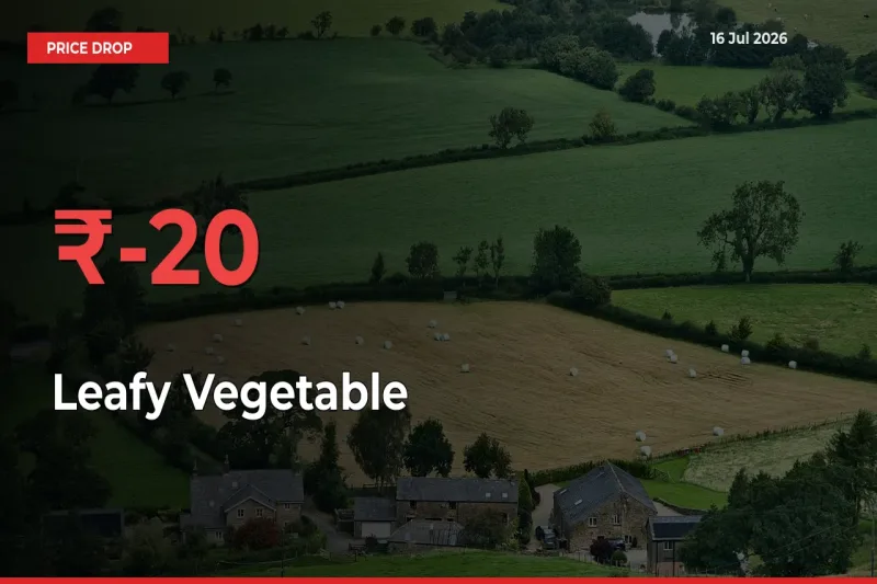 Leafy Vegetable Falls 20% at Mandis