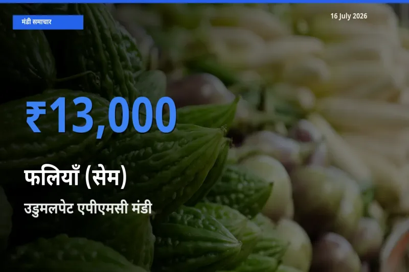 टॉप मंडी बना उडुमलपेट एपीएमसी! फलियाँ (सेम) के सबसे ऊँचे दाम यहीं दर्ज