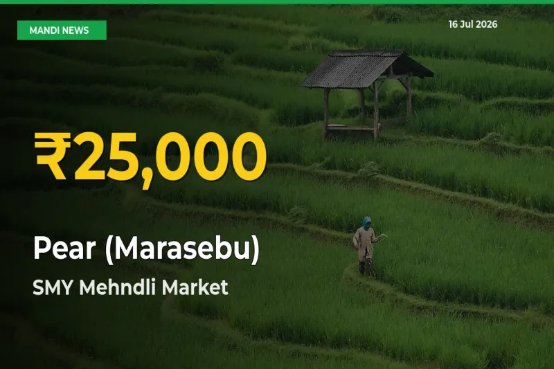 Pear (Marasebu) Hits Fresh High in SMY Mehndli Today