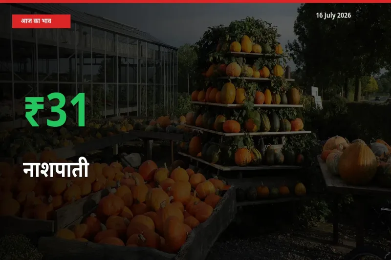 स्थानीय मंडी में नाशपाती के दाम अचानक 31.19% उछले, किसान सतर्क