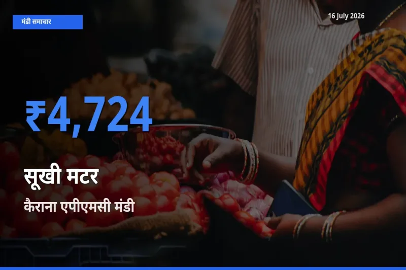 टॉप मंडी बना कैराना एपीएमसी! सूखी मटर के सबसे ऊँचे दाम यहीं दर्ज