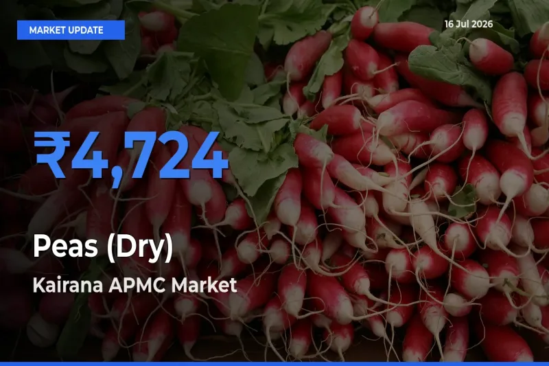 Kairana APMC Records Highest ₹4,724 Rate for Peas (Dry)