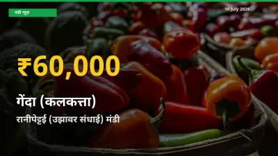 रिकॉर्ड तेज़ी! रानीपेट्टई (उझावर संधाई) में गेंदा (कलकत्ता) ₹60,000 पर पहुँचा
