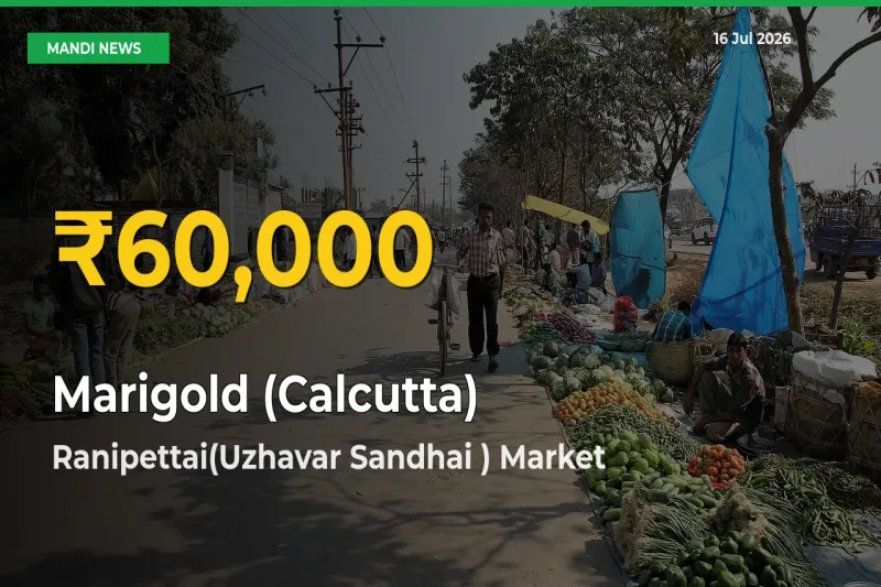 Marigold (Calcutta) Mandi Rate Surges Today in Ranipettai(Uzhavar Sandhai ) – Highest Level in 30 Days