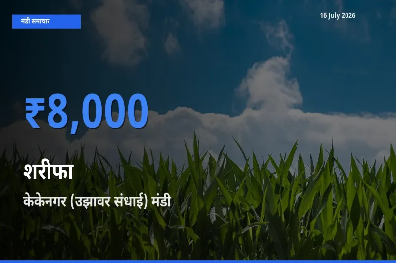 बाज़ार संकेत: केकेनगर (उझावर संधाई) बना शरीफा के लिए आज की टॉप मंडी