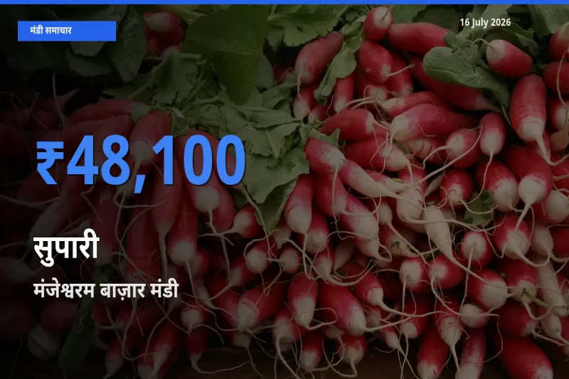 मंजेश्वरम बाज़ार में सुपारी का आज सबसे ऊँचा भाव