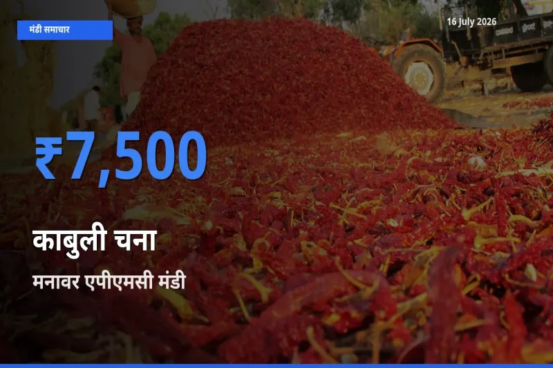 किसानों की पसंद बना मनावर एपीएमसी, काबुली चना के सबसे अच्छे दाम