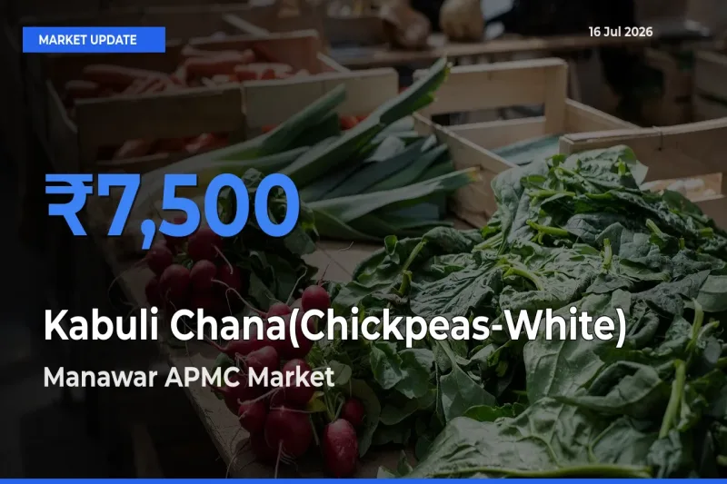 Kabuli Chana(Chickpeas-White) Mandi Rate Today: Manawar APMC Tops the List