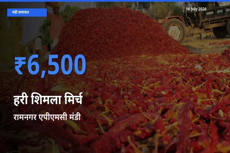 रामनगर एपीएमसी मंडी में आज हरी शिमला मिर्च के सबसे ऊँचे दाम दर्ज
