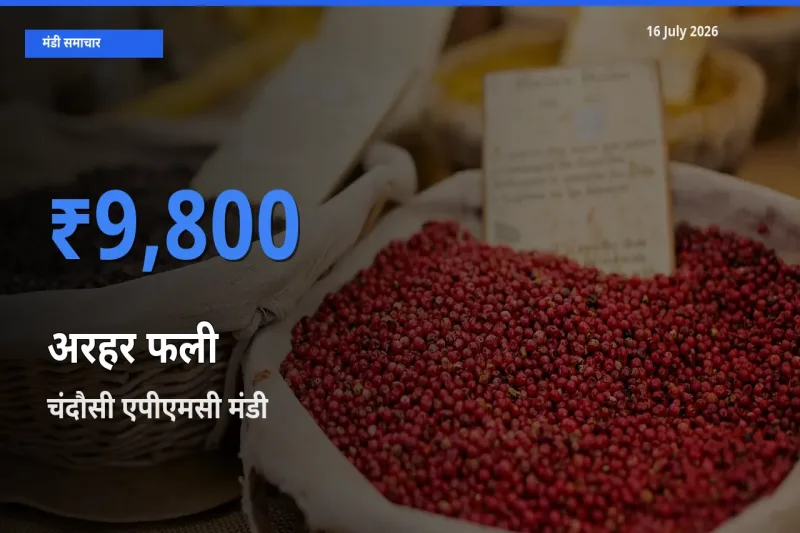 आज अरहर फली के सबसे ऊँचे दाम ₹9,800 चंदौसी एपीएमसी मंडी में